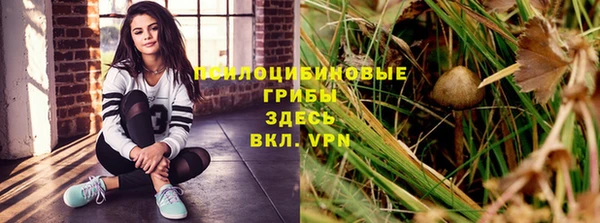 прущие грибы Ельня