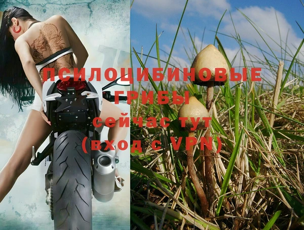прущие грибы Ельня